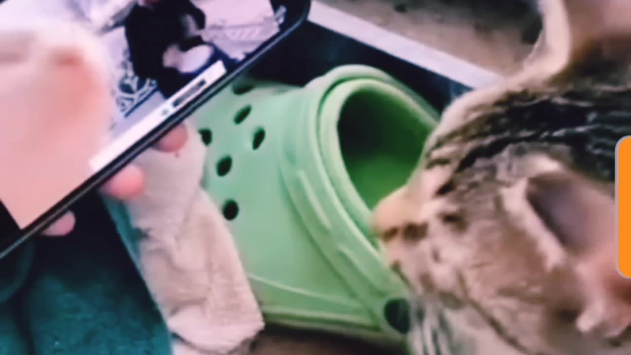 Cats Funny Collection!!!