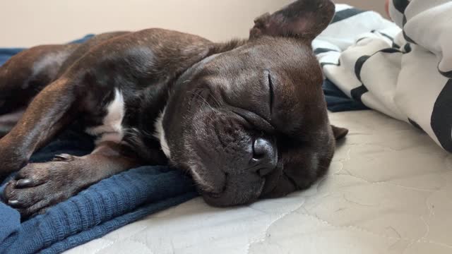 A dog whose specialty is snoring. (French Bulldog)