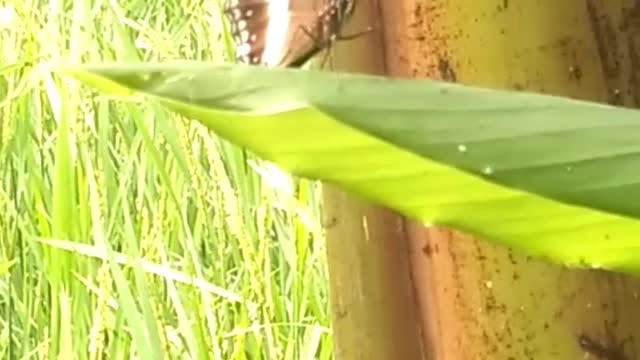 Black Butterfly Perched On a Leaf