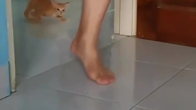 A cute cat is running after the man