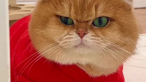 Fall In Love With Cat Funny Video Cat Funny Video And Love - How They Are The Same