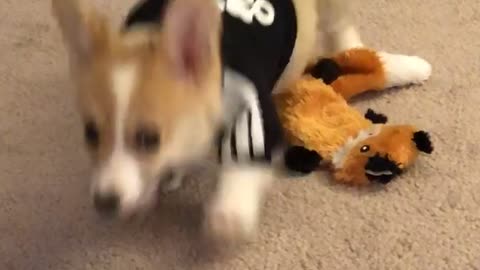 Cute Corgi Wears Hoodie for the First Time