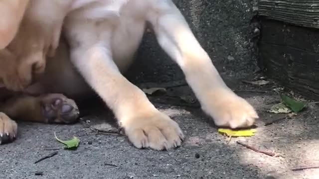 Cute puppy golden retriever chews on stick