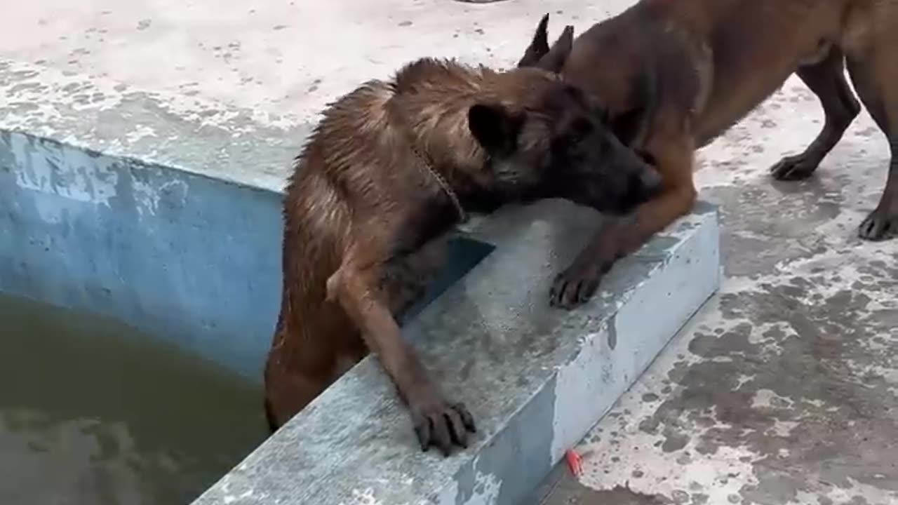 Dog saves best friend