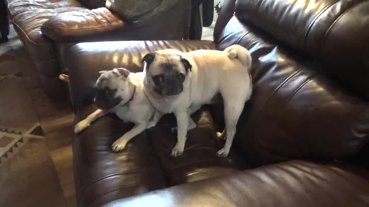 Fighting pugs