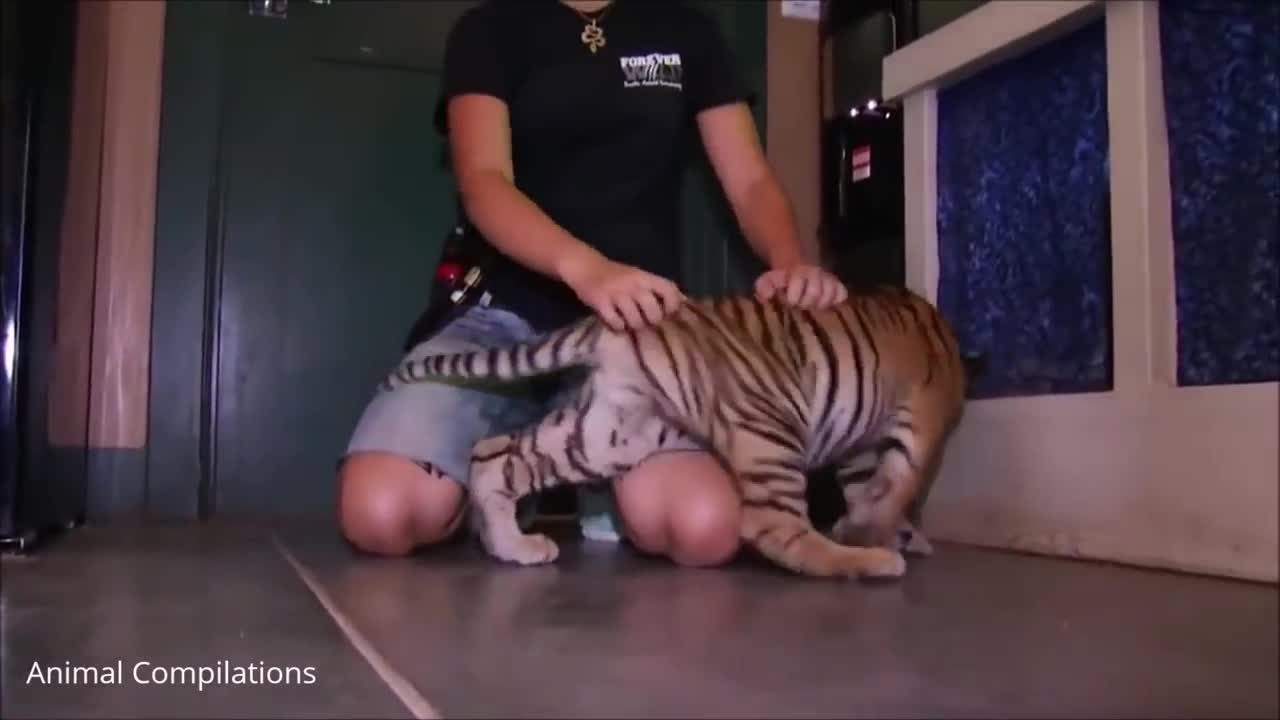 Cute Baby Tiger Cubs Playing - Cute Compilation