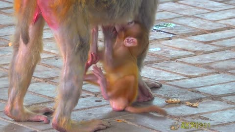 Funny !Baby monkey and mother monkey