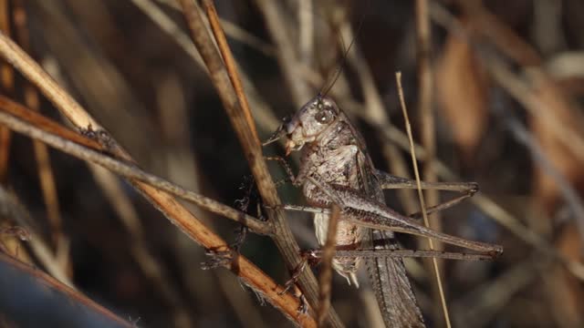 A Grasshopper Perched On A Dry Stem