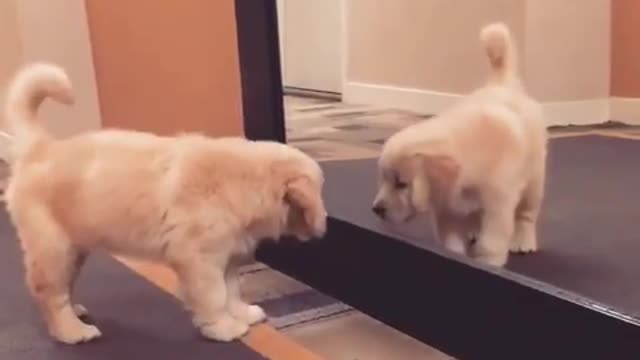 My dog and reflections