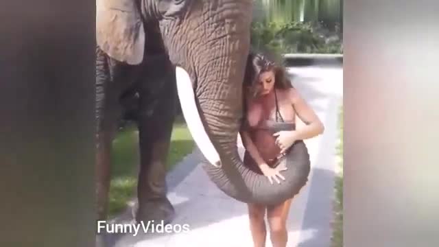 Hot girls vs Animals-Funny Animals vs Humans