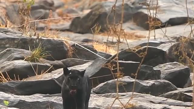 Black panther animals videos