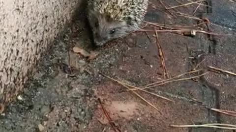 Cute Hedgehog Explore the World