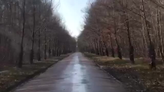 Drive in the winter forest