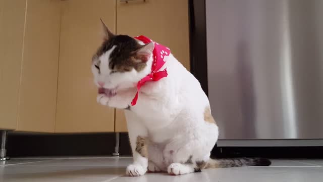 kitten taking a bath