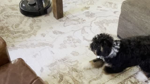 Desmond the Bernedoodle VS Rob the Robot Vacuum