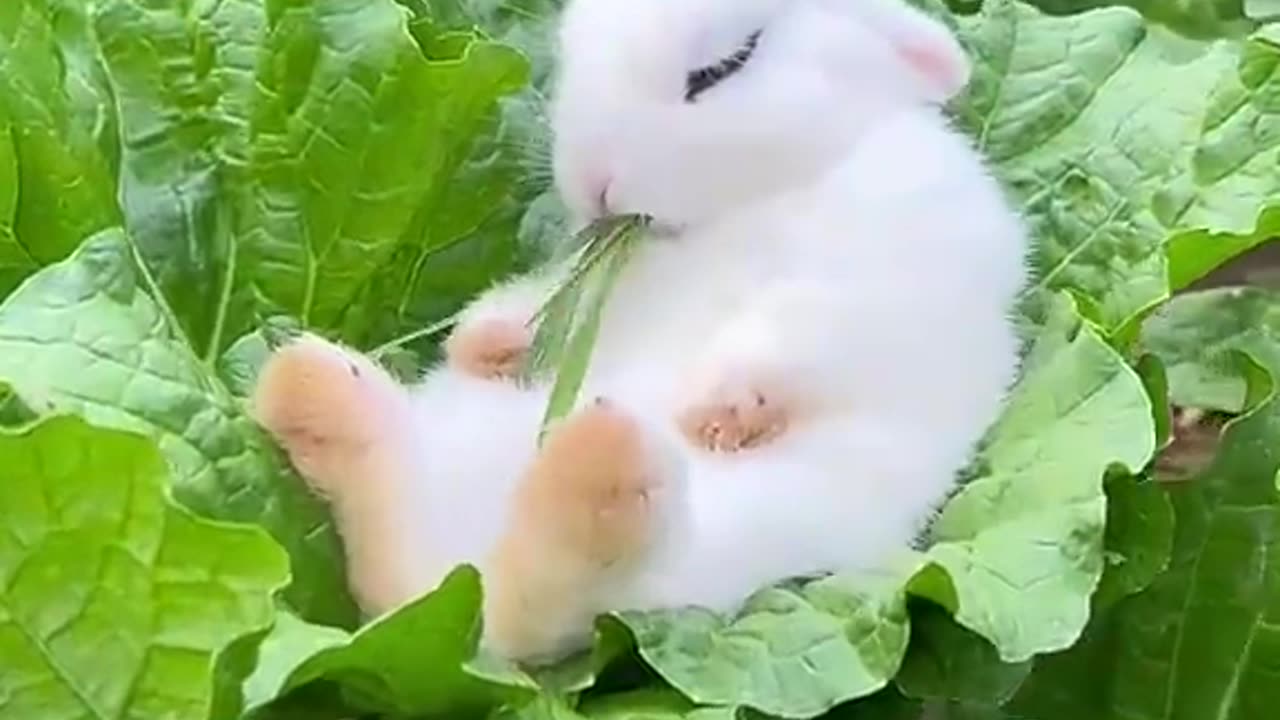 Rabbit video