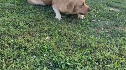 High Golden Retriever Holds On To Earth