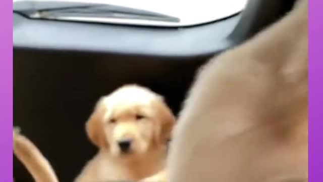 Super Happy Dogs | Funny Dog Video#shorts