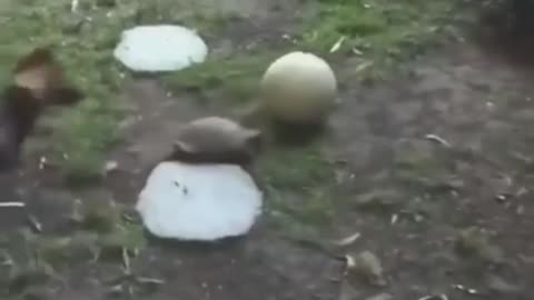 A dog playing with a football turtle