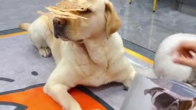 Baby Animals 1 Minutes of Funny Cats and Dogs Videos 2021 Perros y Gatos Recopil