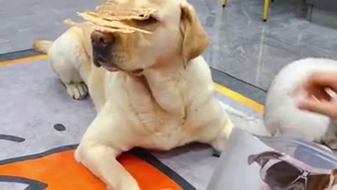 Baby Animals 1 Minutes of Funny Cats and Dogs Videos 2021 Perros y Gatos Recopil
