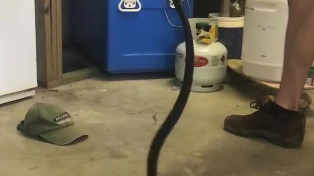 Red Bellied Black Snake in Garage