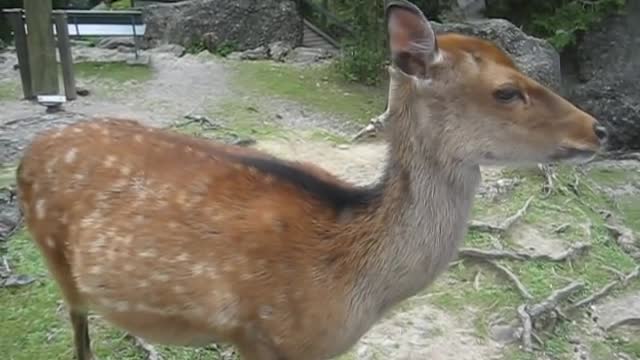 Best cuddle video friendly deer