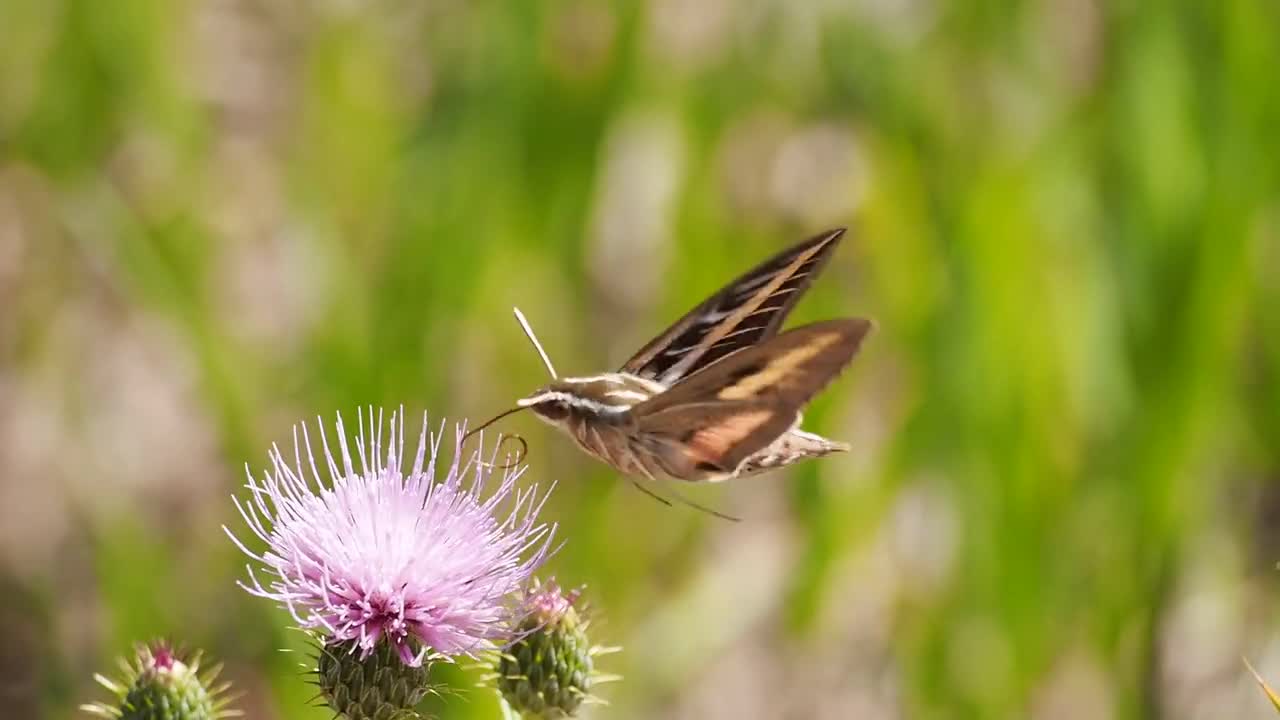 Beautiful Natural video