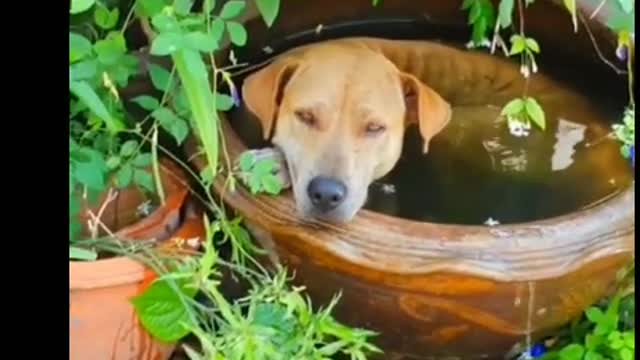 Dog relaxes in pot filled with water to cool down on hot afternoon