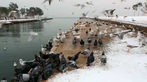 Pigeons feeding in the cold winter