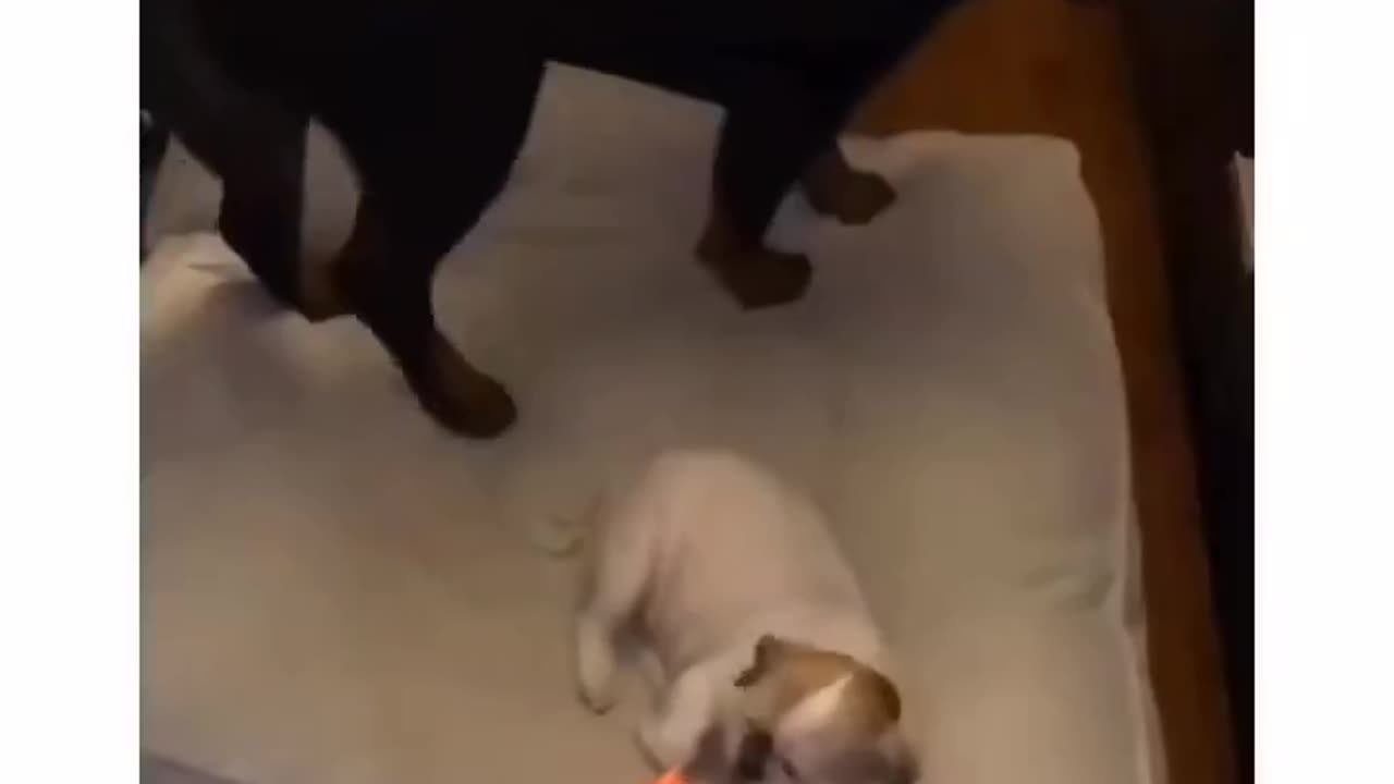 Funny Animal Videos
