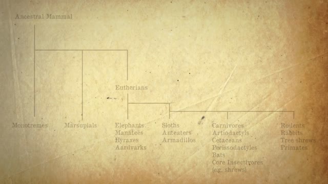 Animal Classification | Biology