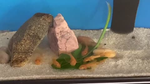 Cute fish is eating spinach.