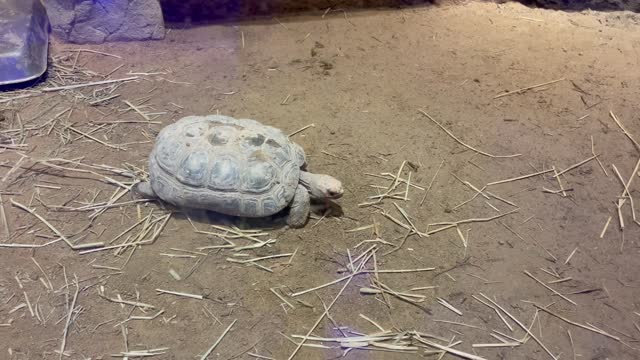turtle