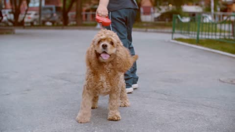 Back view of boy walking with dog on street, low section