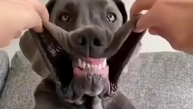 The Great Dane Video 62