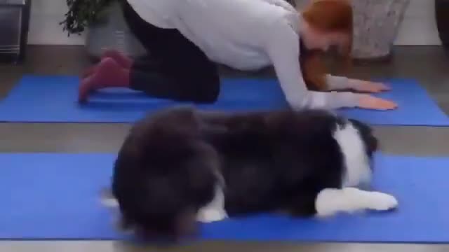 Dog Yoga funny Pets