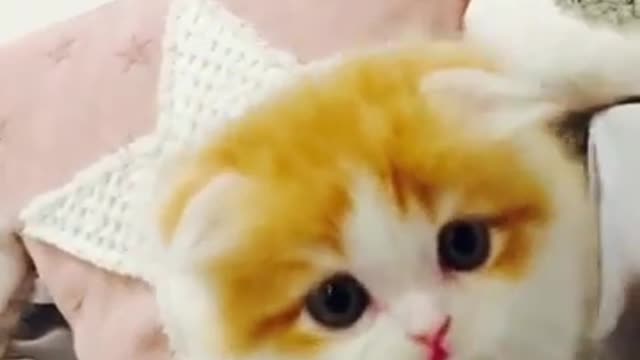 Cute cat