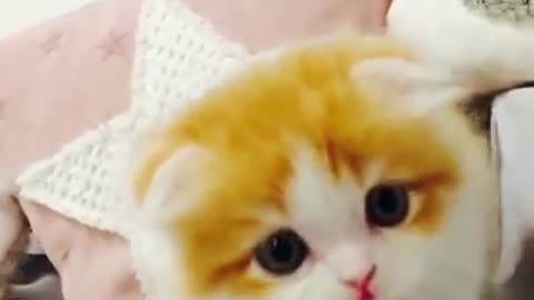 Cute cat