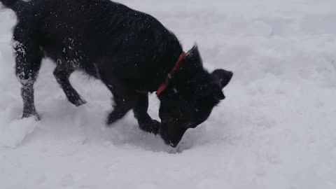 A dog digs in the snow