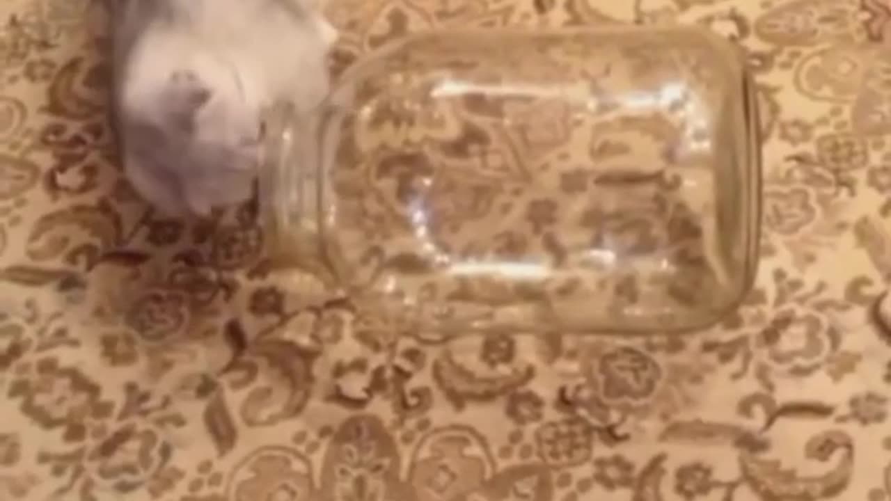 cat flexibility