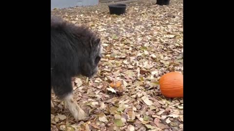 Mavericks who can't get past this ball