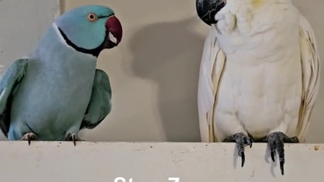 Dating guide by Rio the indian ringneck he will never give up to win her over