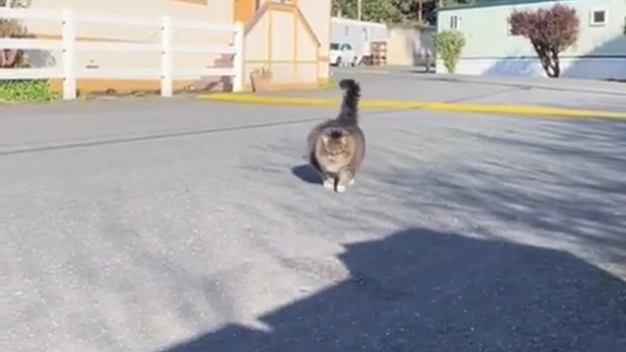 #VIRAL #AMERICASFUNNIEST VIDEOS #FUNNYPETS