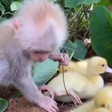 Monkey and ducks love