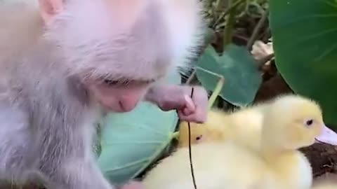 Monkey and ducks love