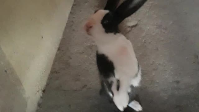 Minha coelha de estimação. my pet rabbit