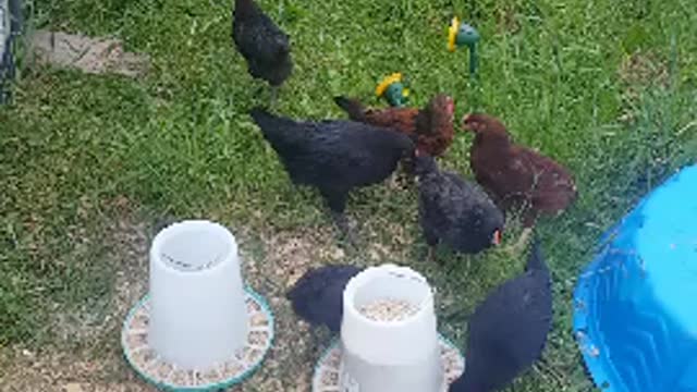 chickens feeding