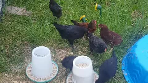 chickens feeding