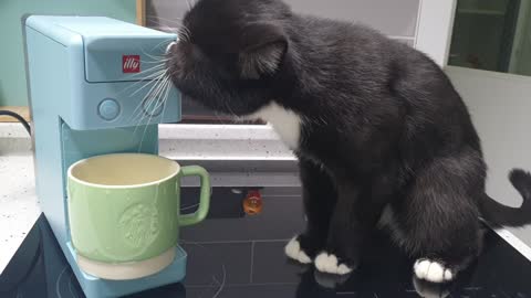 A cat whose coffee machine is amazing.